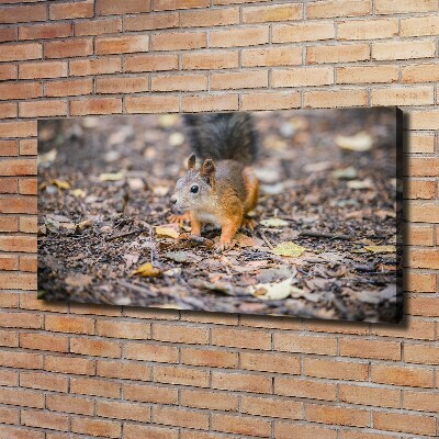 Canvas schilderij Eekhoorn
