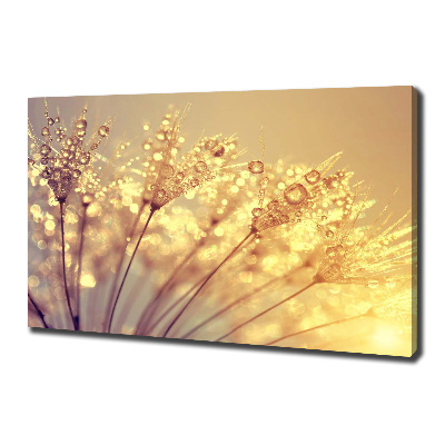 Foto canvas Paardenbloemzaden