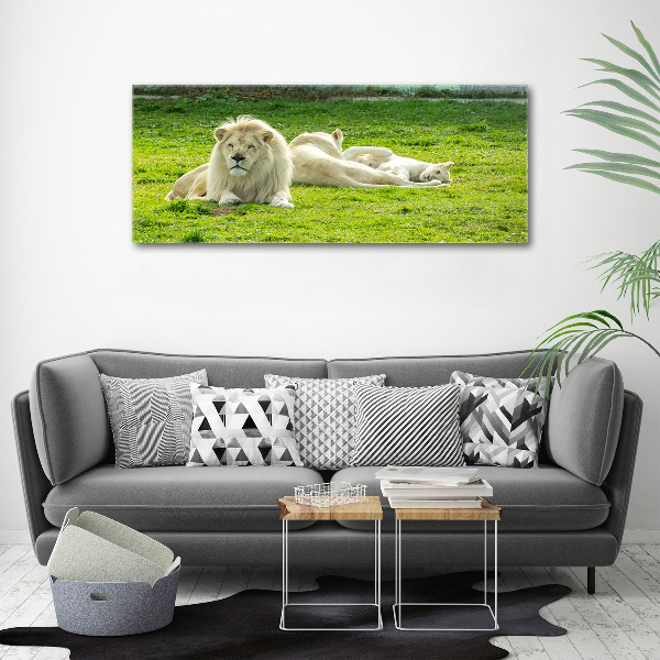 Canvas foto Beige leeuwen
