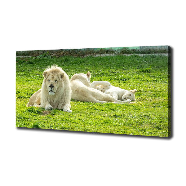 Canvas foto Beige leeuwen