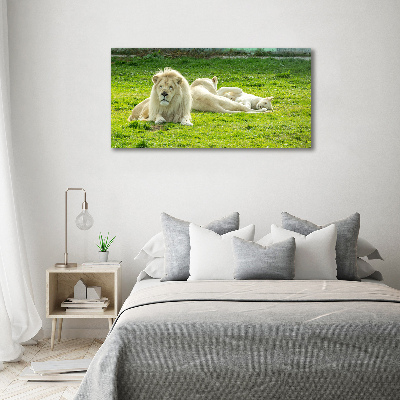 Canvas foto Beige leeuwen