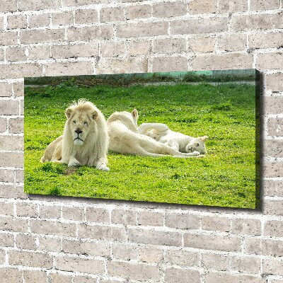 Canvas foto Beige leeuwen