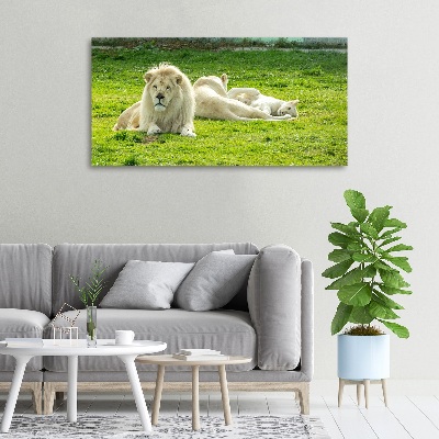 Canvas foto Beige leeuwen