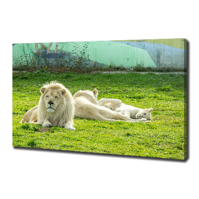 Canvas foto Beige leeuwen