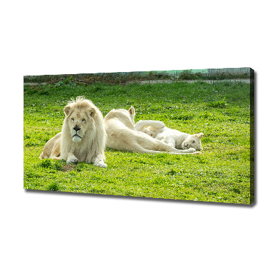 Canvas foto Beige leeuwen