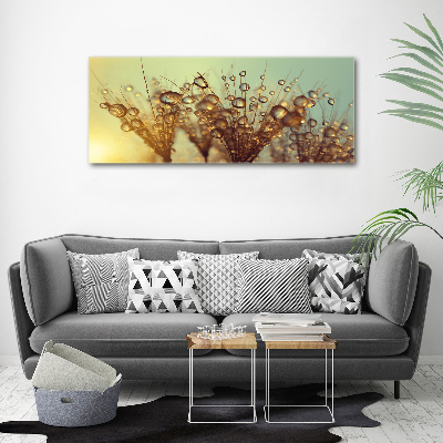 Foto op canvas Paardenbloemzaden