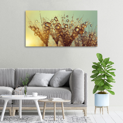 Foto op canvas Paardenbloemzaden