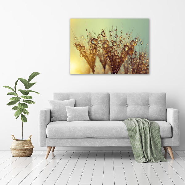 Foto op canvas Paardenbloemzaden
