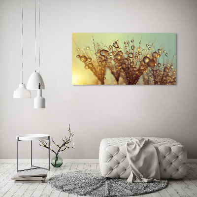 Foto op canvas Paardenbloemzaden