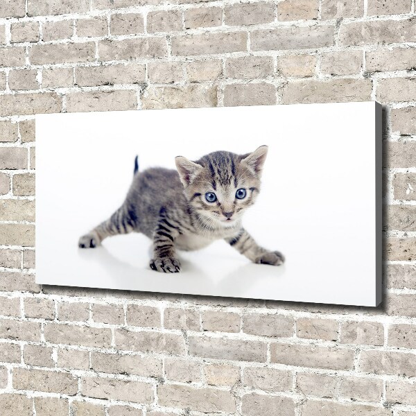 Foto op canvas Kleine kat