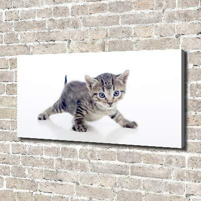 Foto op canvas Kleine kat