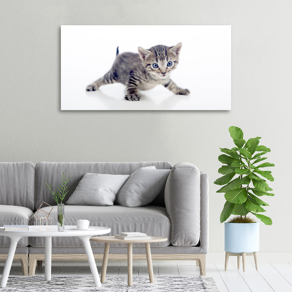 Foto op canvas Kleine kat