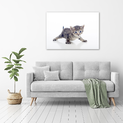 Foto op canvas Kleine kat