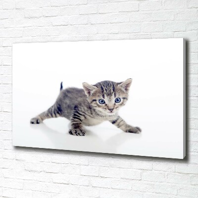 Foto op canvas Kleine kat