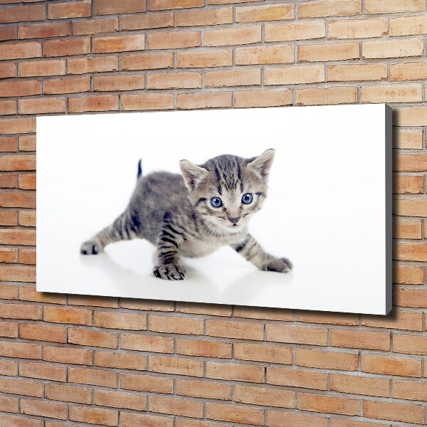 Foto op canvas Kleine kat