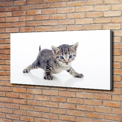 Foto op canvas Kleine kat