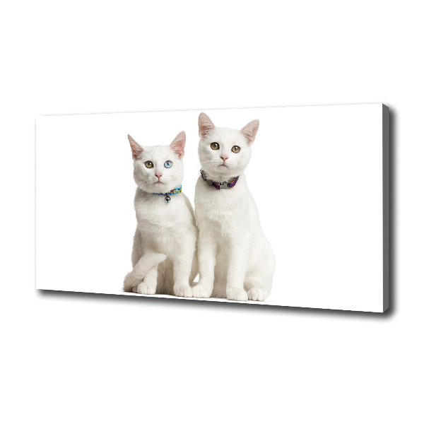 Foto canvas Witte katten
