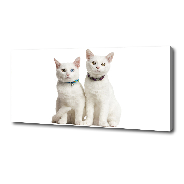 Foto canvas Witte katten