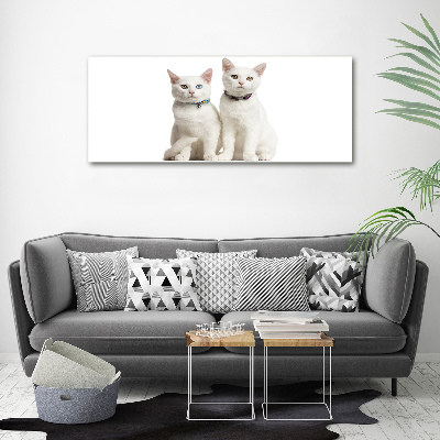 Foto canvas Witte katten