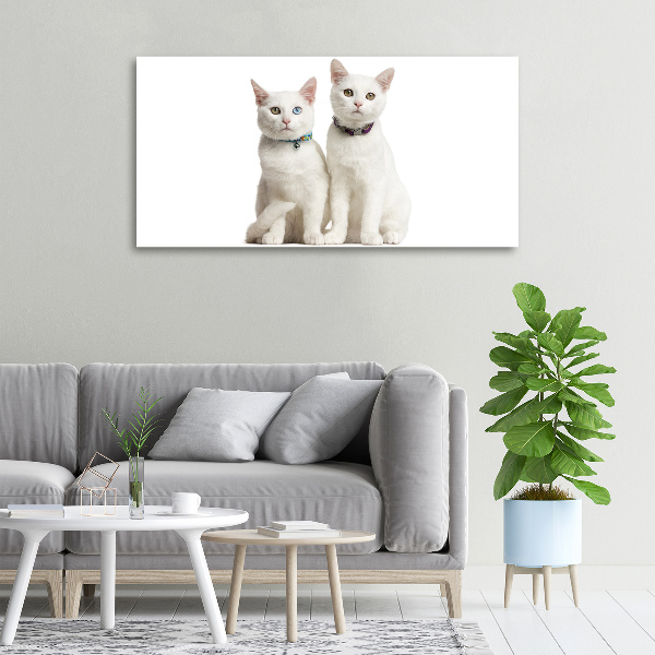Foto canvas Witte katten