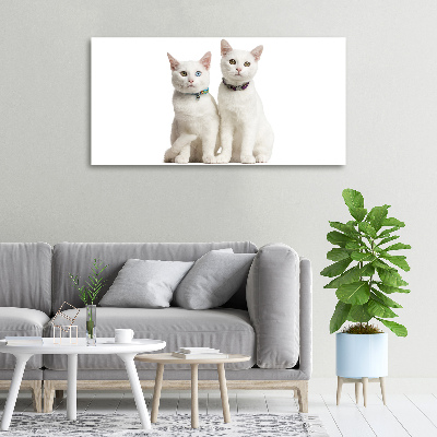 Foto canvas Witte katten