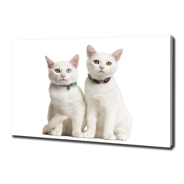 Foto canvas Witte katten