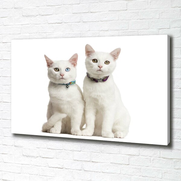 Foto canvas Witte katten