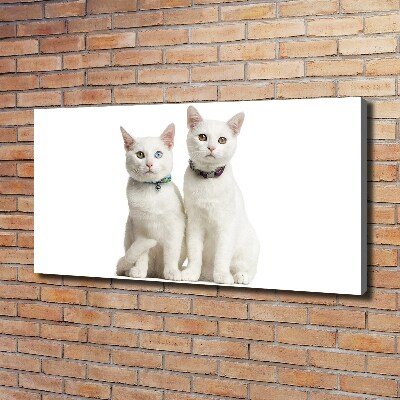 Foto canvas Witte katten