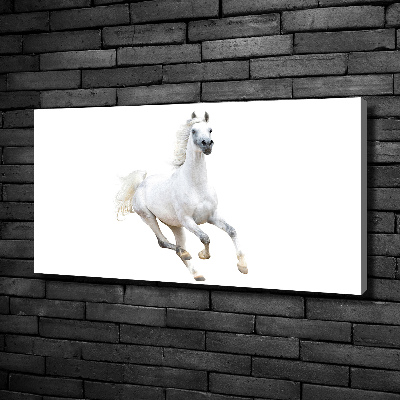Canvas schilderij Wit Arabisch paard