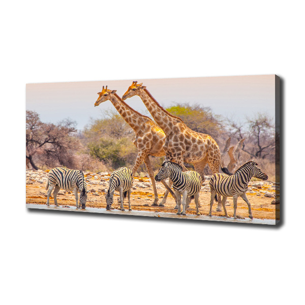 Foto canvas Giraffen en zebra's