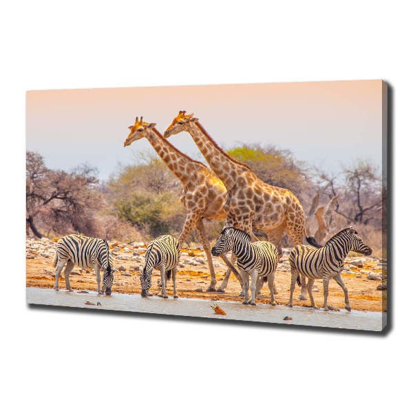 Foto canvas Giraffen en zebra's