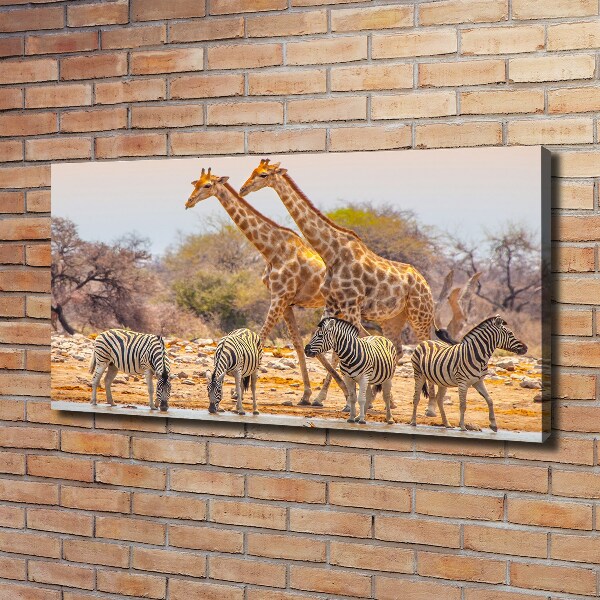 Foto canvas Giraffen en zebra's