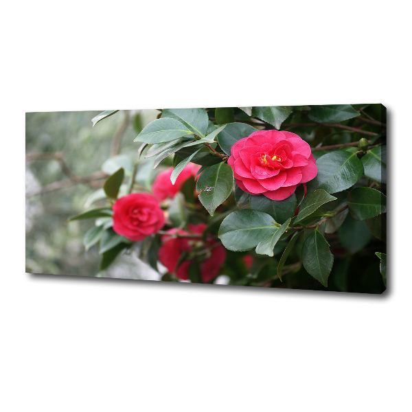 Foto canvas Camelia