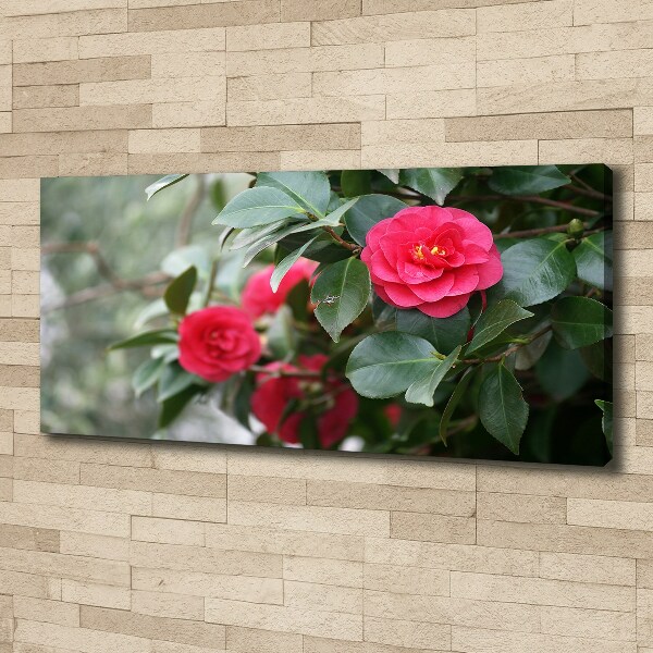 Foto canvas Camelia