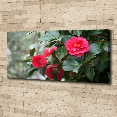 Foto canvas Camelia