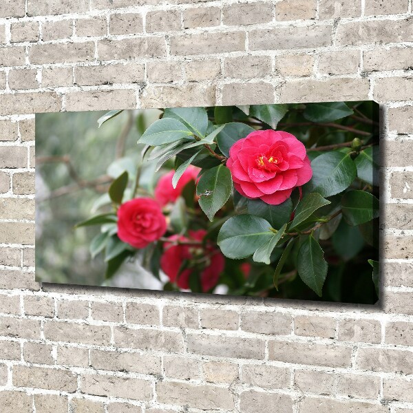 Foto canvas Camelia