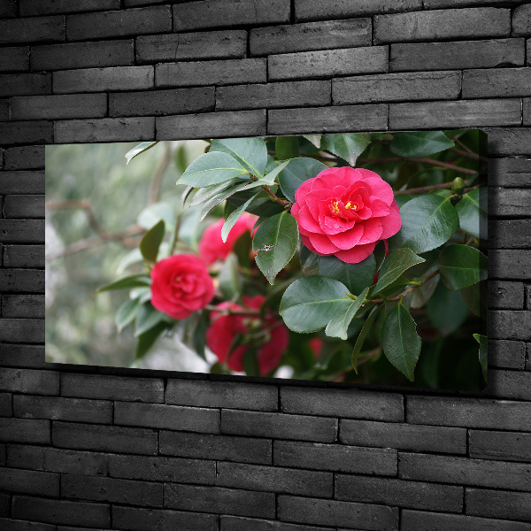 Foto canvas Camelia