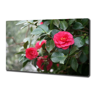 Foto canvas Camelia