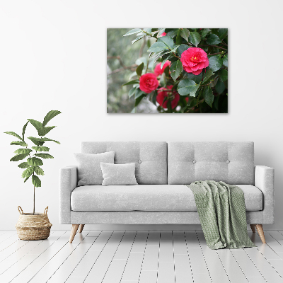 Foto canvas Camelia