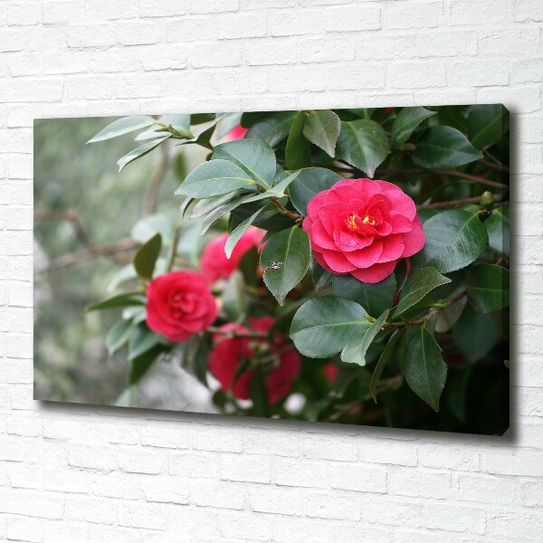 Foto canvas Camelia