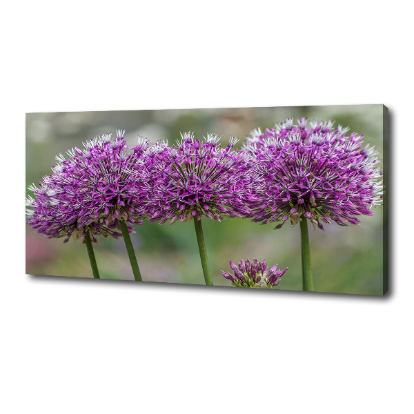 Foto op canvas Knoflookbloem