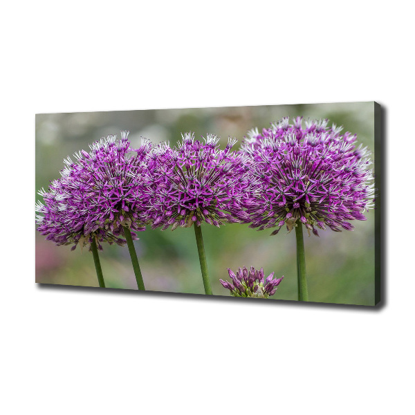 Foto op canvas Knoflookbloem