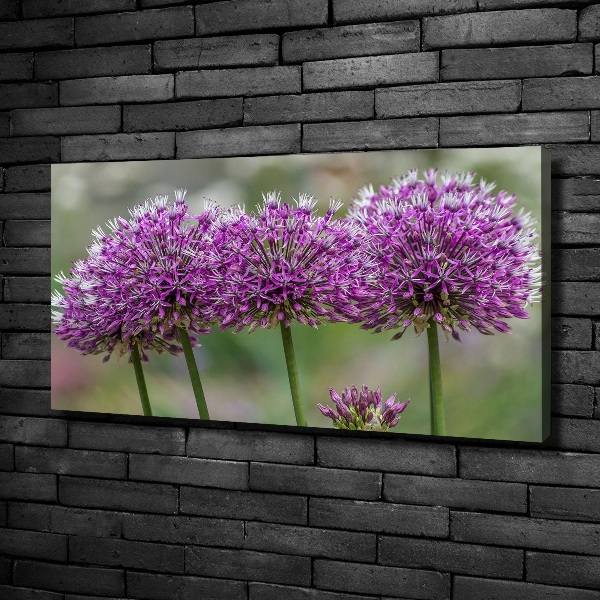 Foto op canvas Knoflookbloem