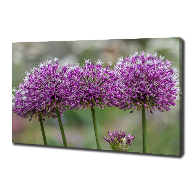 Foto op canvas Knoflookbloem