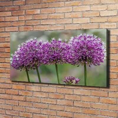 Foto op canvas Knoflookbloem