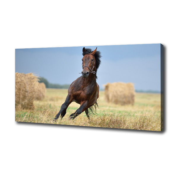 Foto op canvas Een galopperend paard