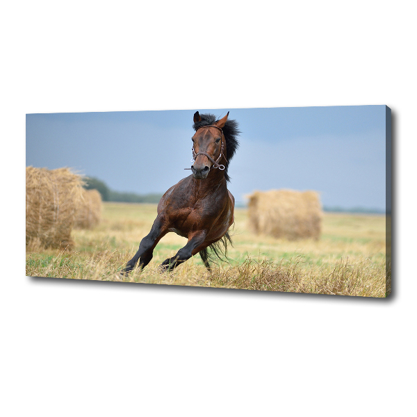Foto op canvas Een galopperend paard