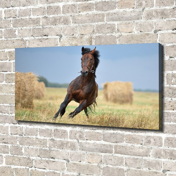 Foto op canvas Een galopperend paard