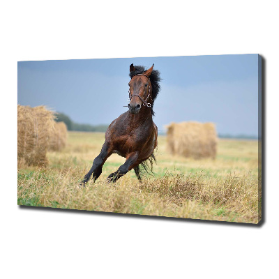 Foto op canvas Een galopperend paard