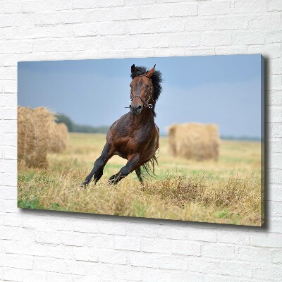 Foto op canvas Een galopperend paard